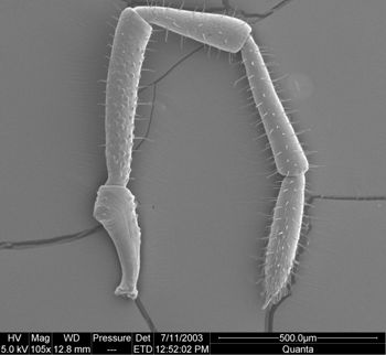 Media type: image; Invertebrate Zoology 134644
